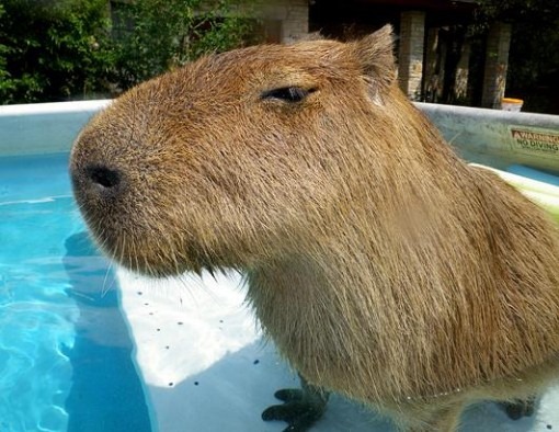 capybara4-510x394